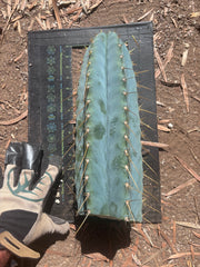 💎👑💎 Rimac — *Unreal* 15” FAT Tip