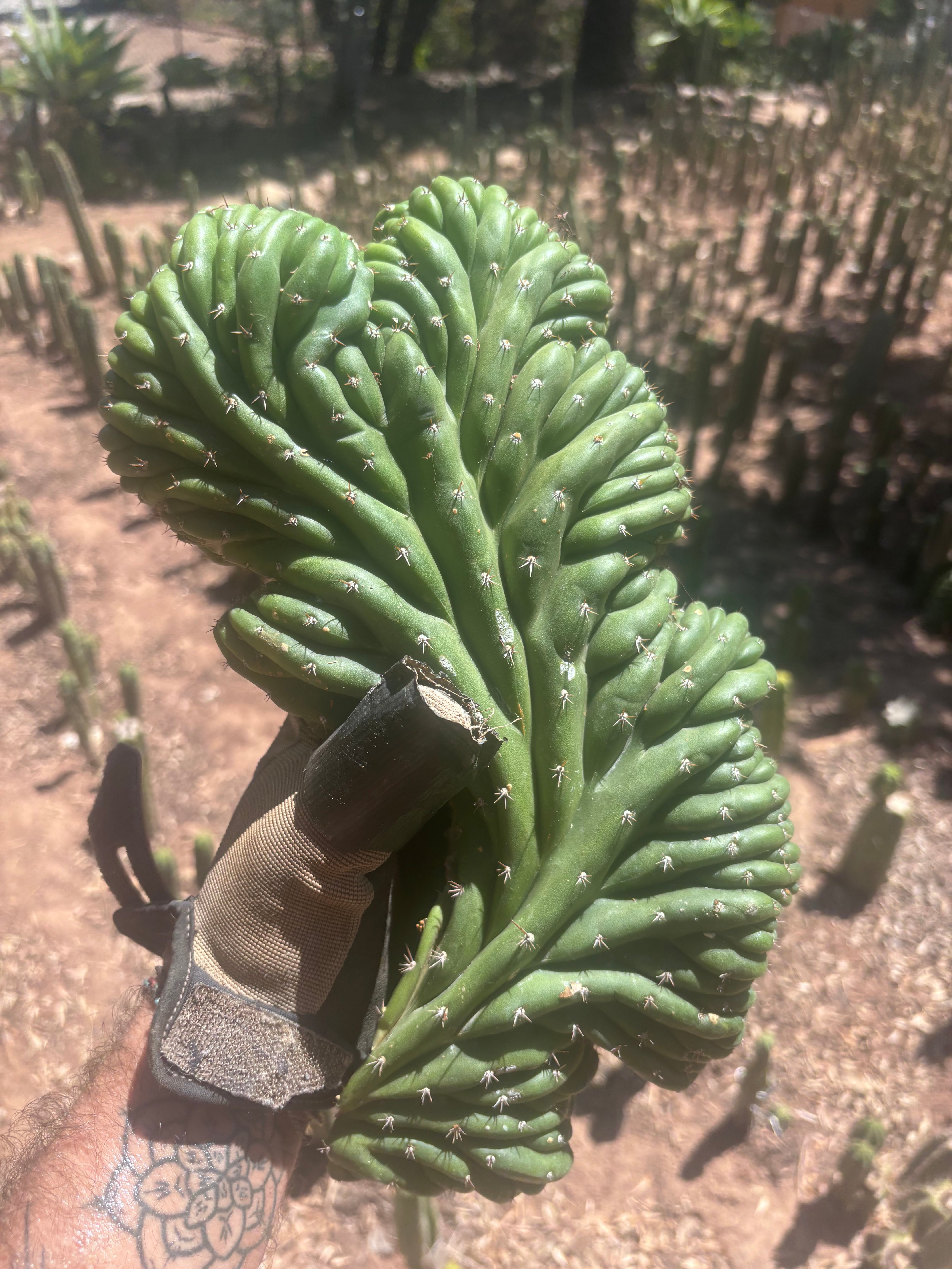 💎👑 TPMC — Large Crest