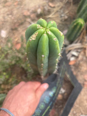 👑🌶️🌶️ Landfill — 8.5” Tip