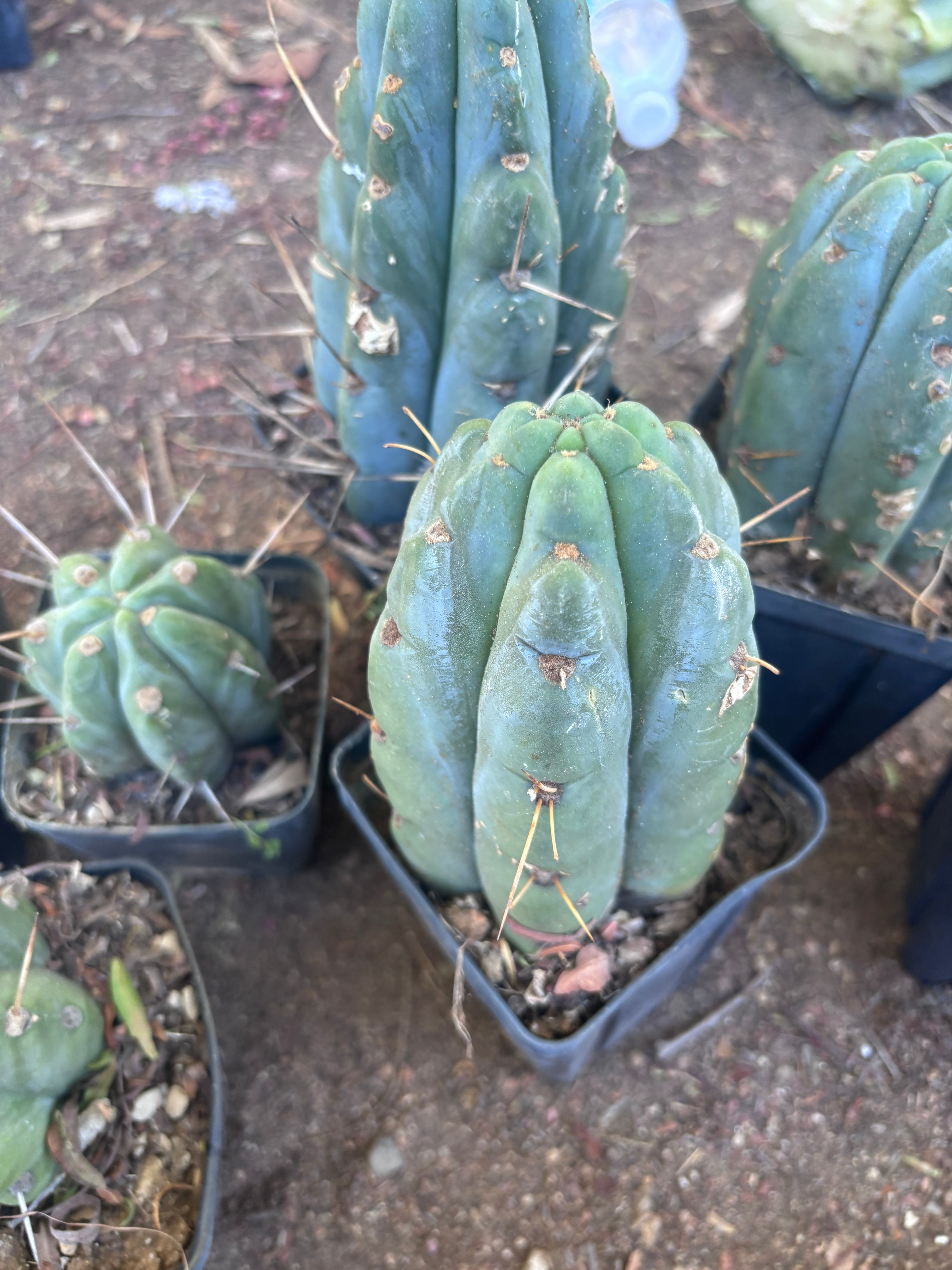 👑🌶️ Jiimz Strong Spine — Rooted Tips