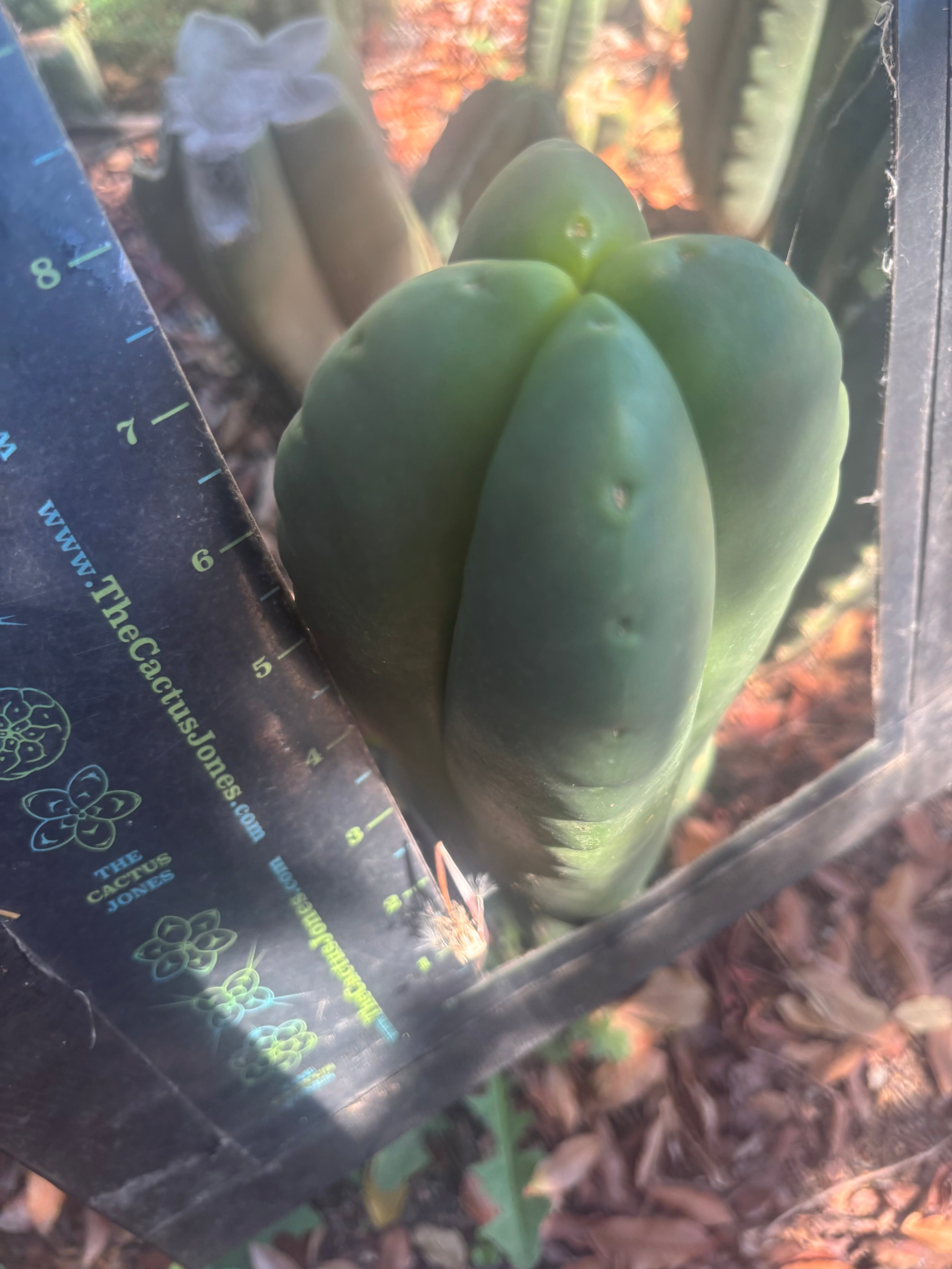 💎👑🌶️ Ferah — Another 8” FourWang Balloon