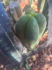 💎👑🌶️ Ferah — Another 8” FourWang Balloon