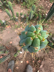 Colossus x Clyde  — XL 14” Tip