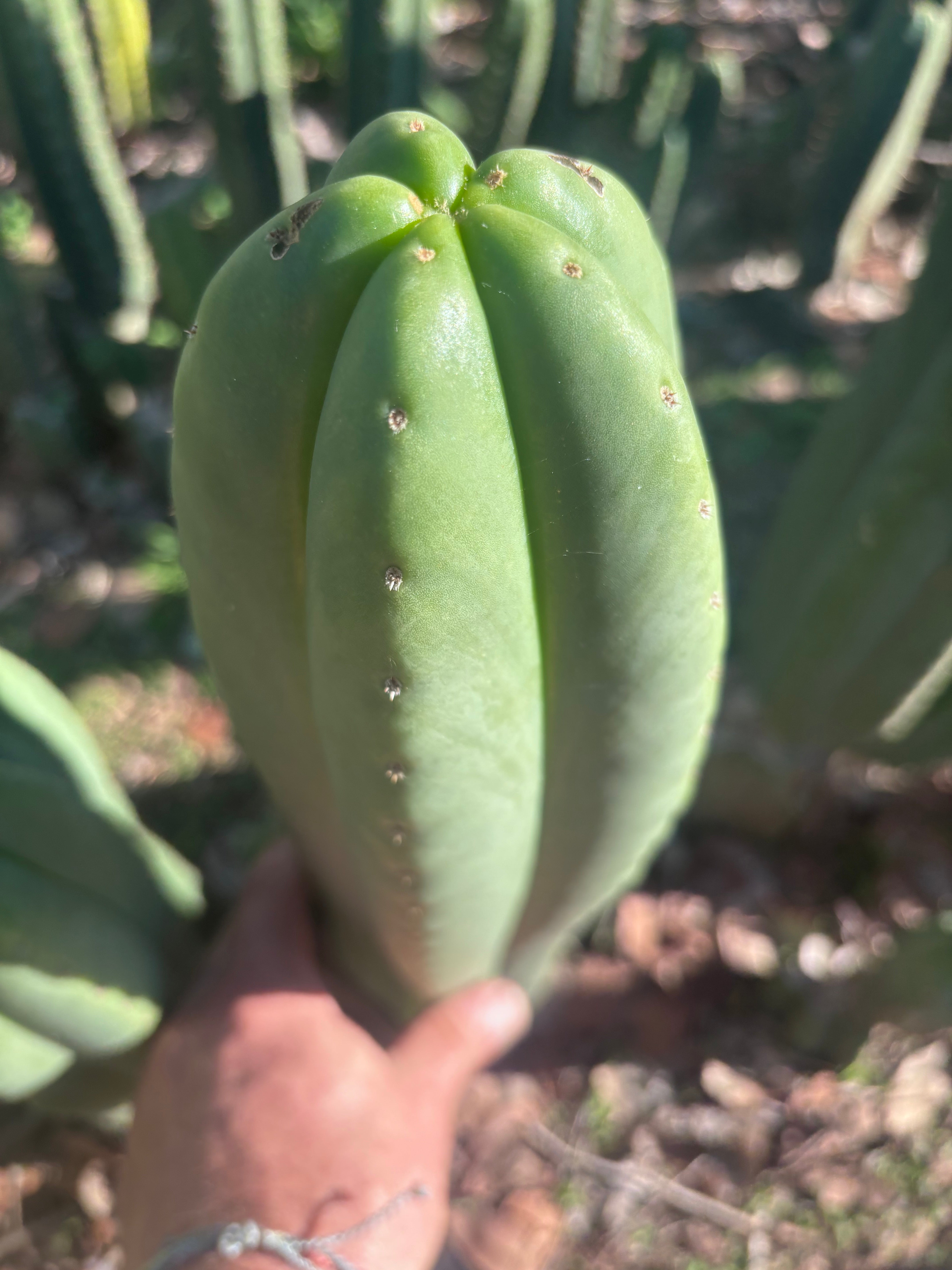 💎👑🌶️ Scop A — Massive XXL 16” Tip