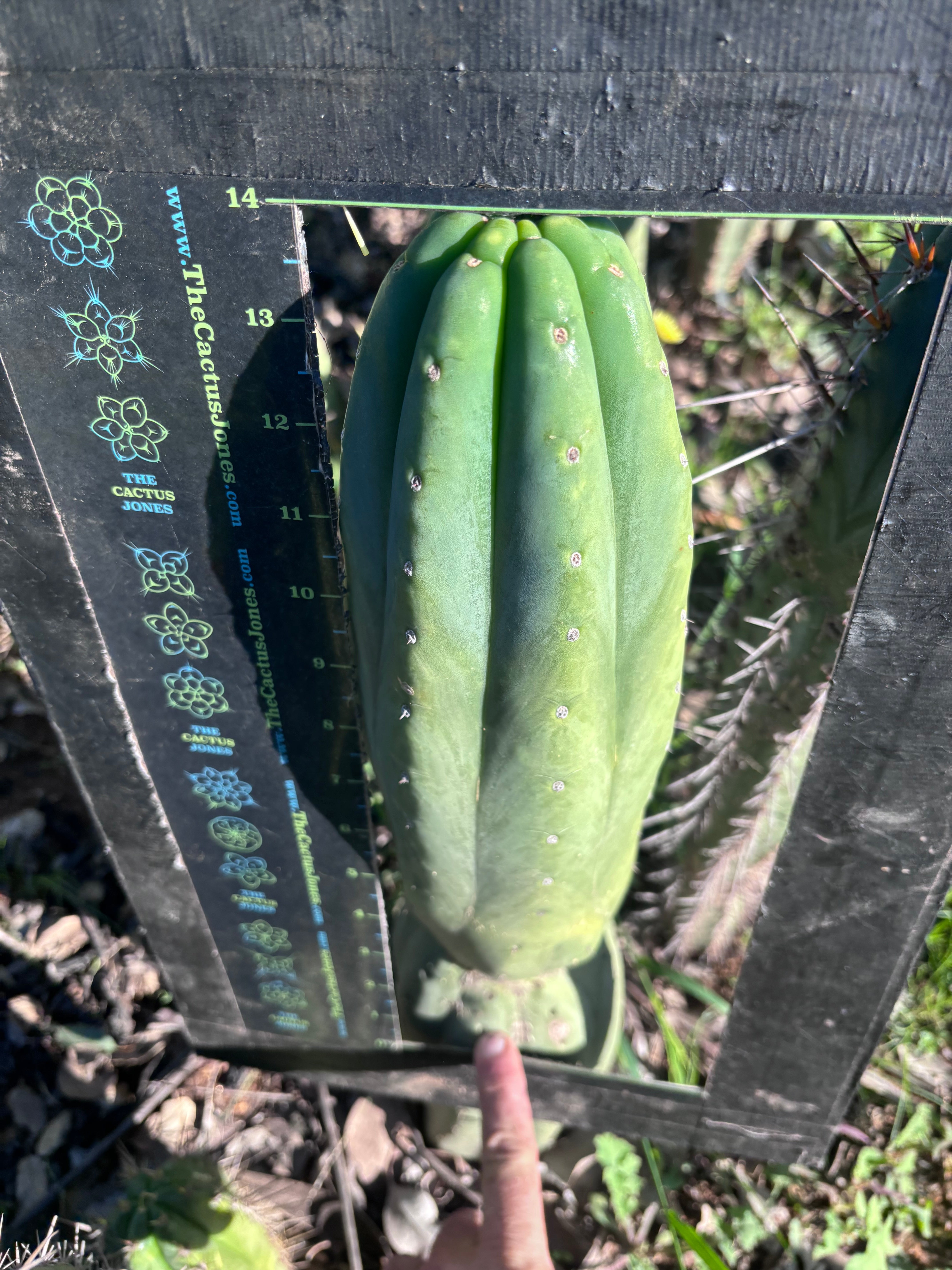 👑🌶️ Pierre — Magnum XL 14” Tip
