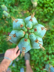 💎👑💎 Papa Smurf — XXL 14” Tip