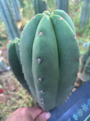 💎👑  Woolunda Monster — 9” Balloon Tip