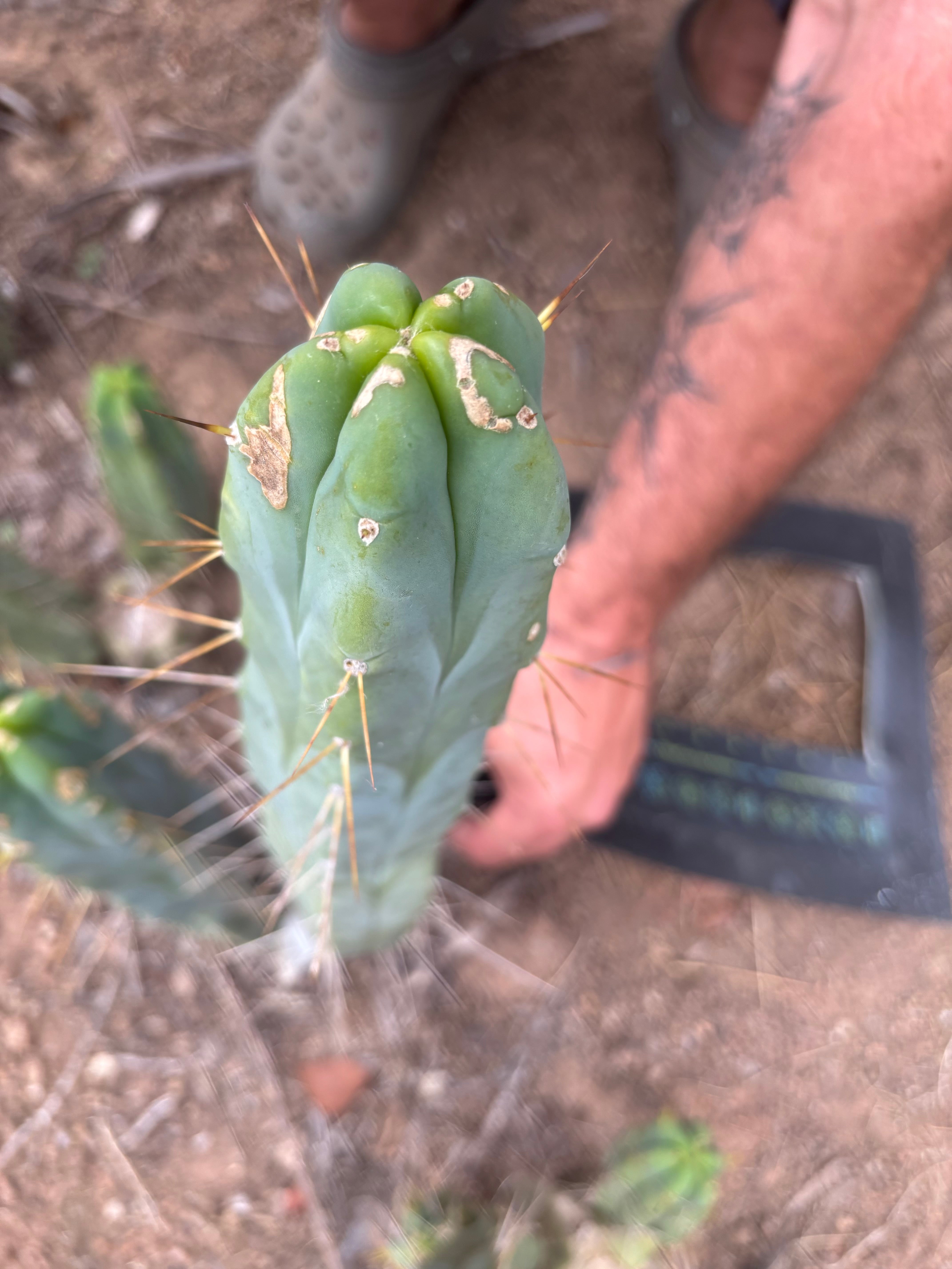 👑🌶️ Kai — 15” Tip