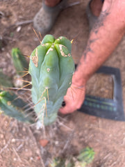 👑🌶️ Kai — 15” Tip