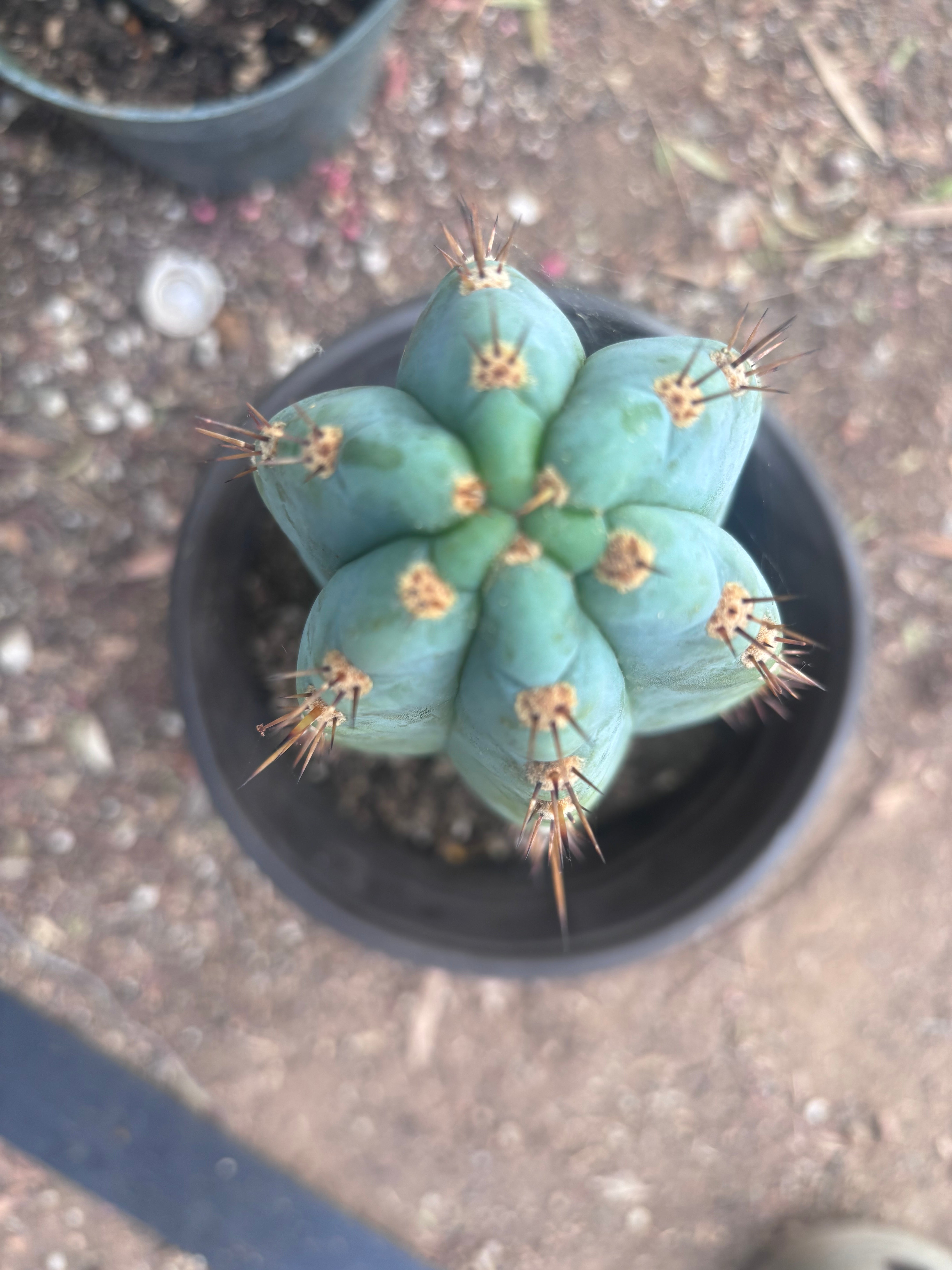 💎👑💎 Papa Smurf — Chonky 12” Rooted Tip