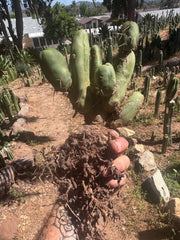 👑🌶️🌶️  TBM Clone B — XL Rooted