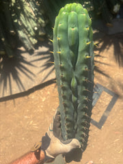 💎👑🌶️  Ashdod — XL 17” Magnum Tip