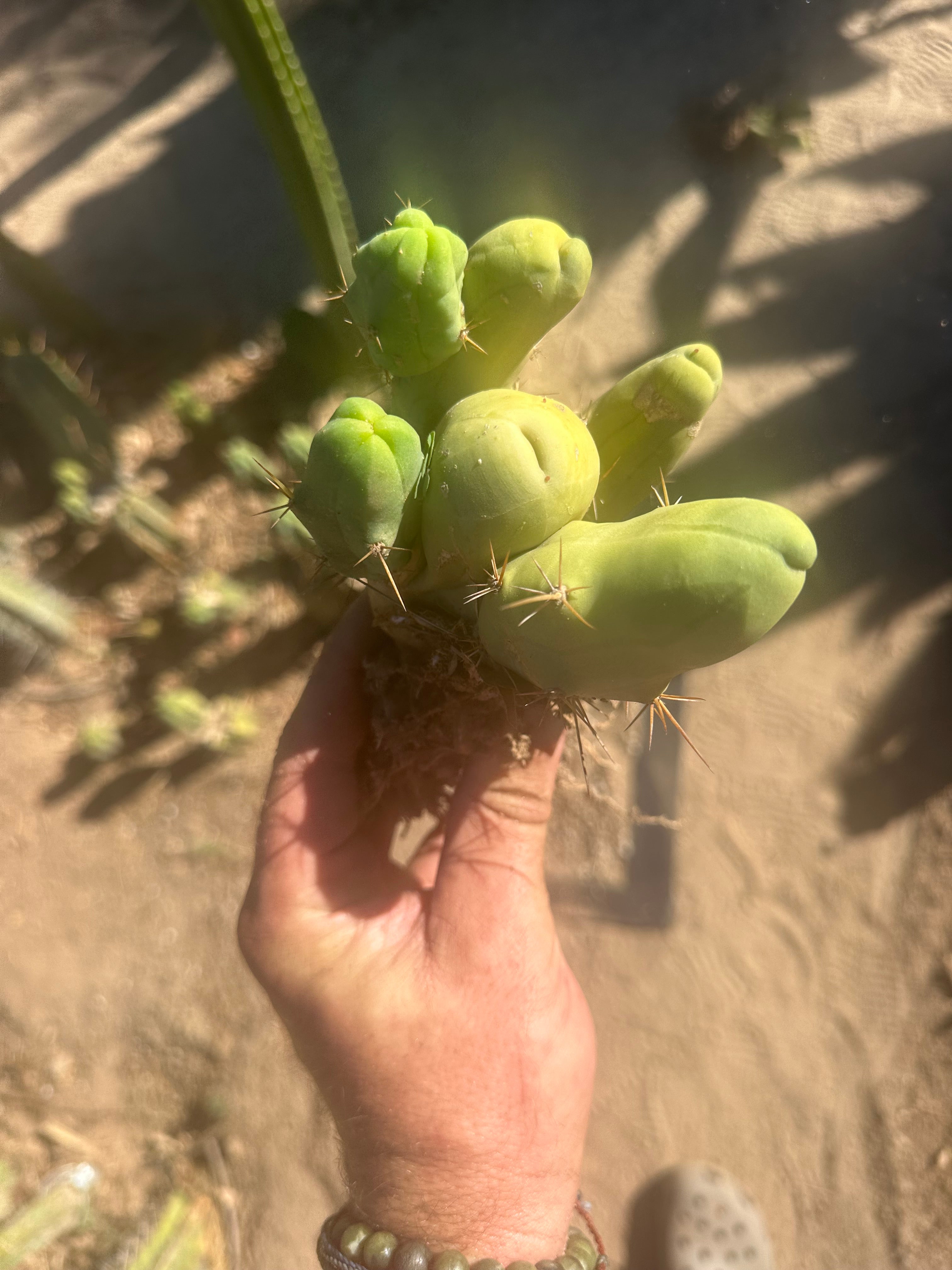 👑🌶️🌶️  TBM  — Rooted Cluster #2