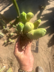 👑🌶️🌶️  TBM  — Rooted Cluster #2