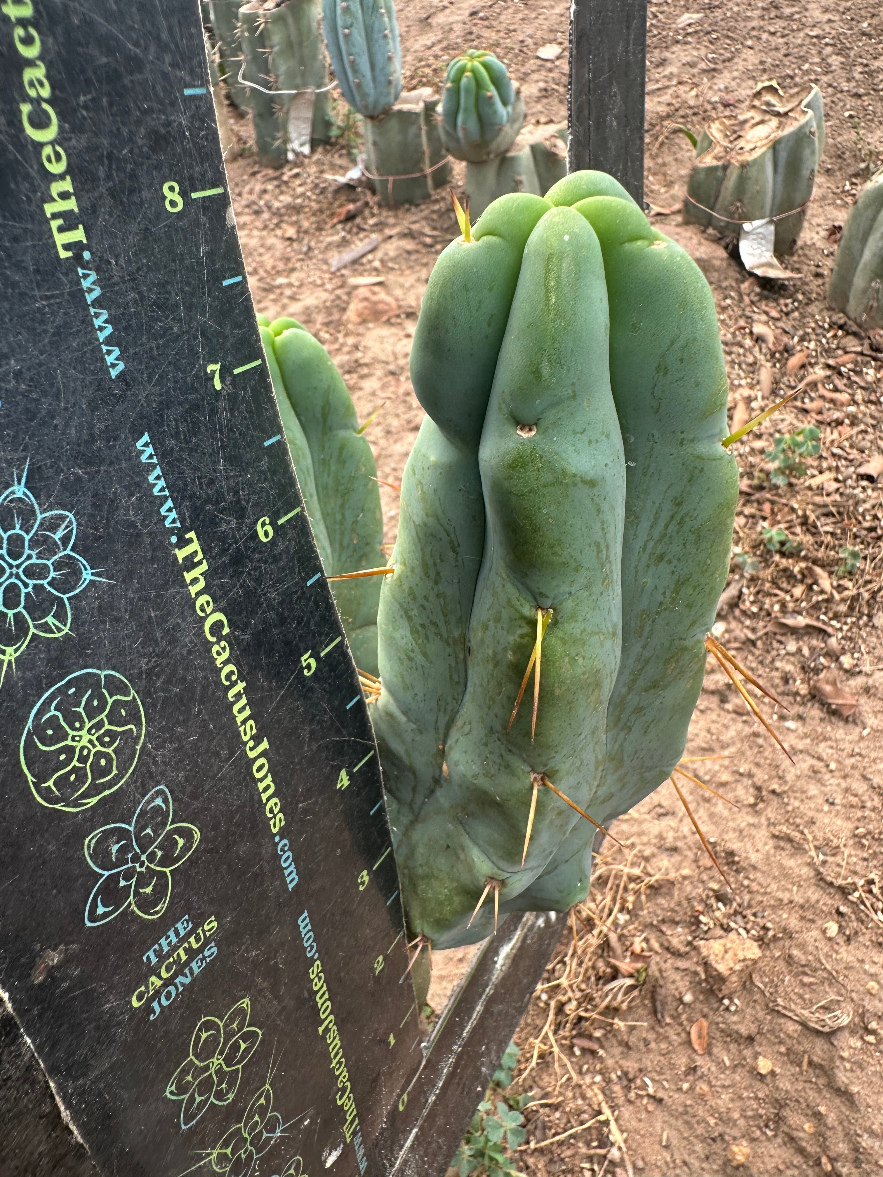 👑🌶️ Caballero — 8” Pup