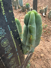 👑🌶️ Caballero — 8” Pup