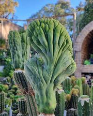 💎👑💎 Q-Tip — Chonky 6” Tip