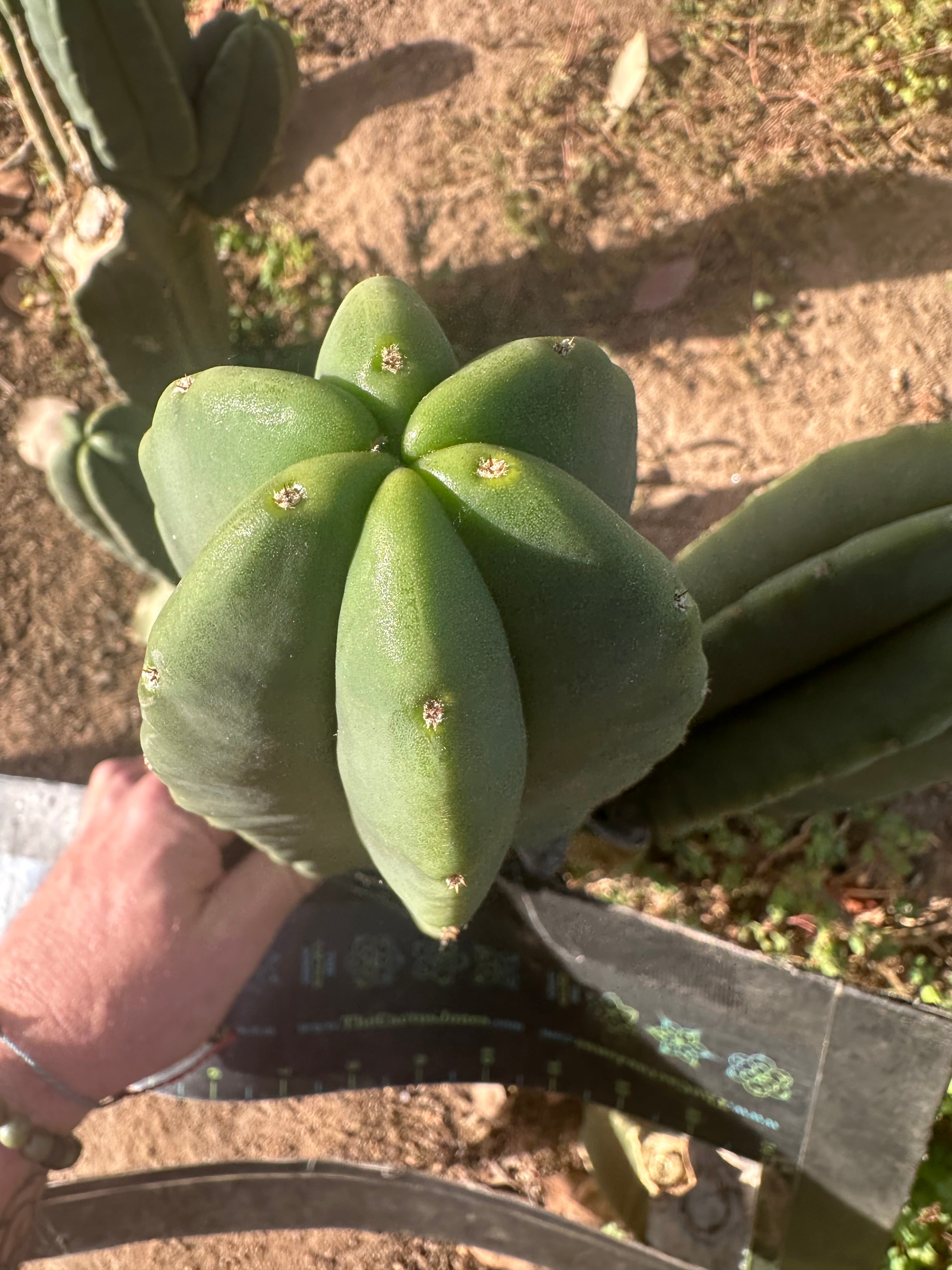 💎 Primo Aussie Scop  — Fat 10” Pup