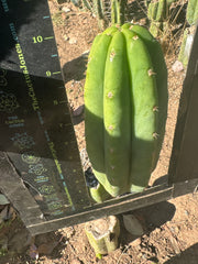 👑🌶️🌶️ Another Drop, Another Ogun — 10” Tip