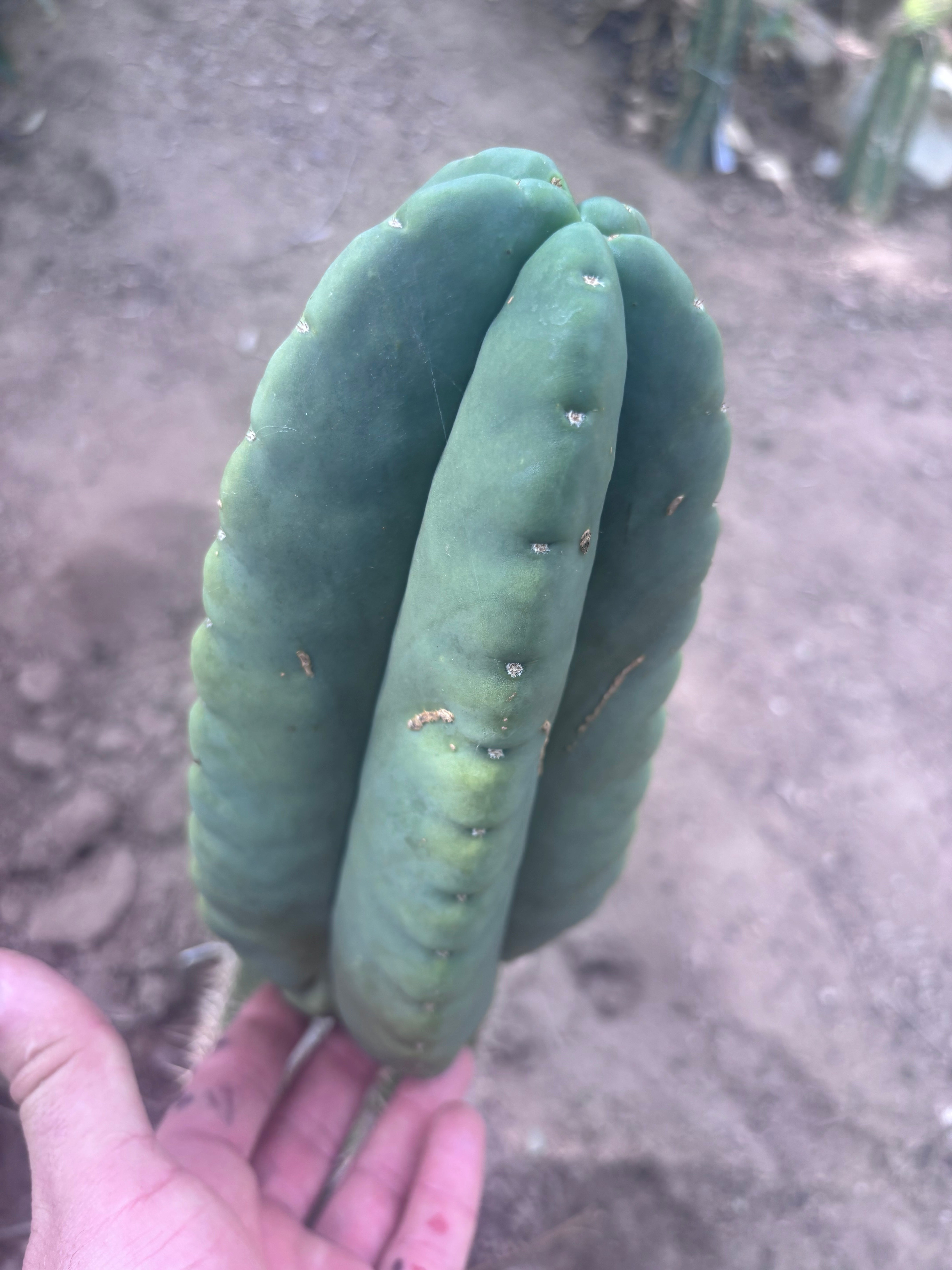 💎👑💎🌶️ Ferah — XL 9” Melon