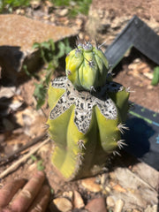 👑💎 Grecas Tip Graft — Fully Rooted