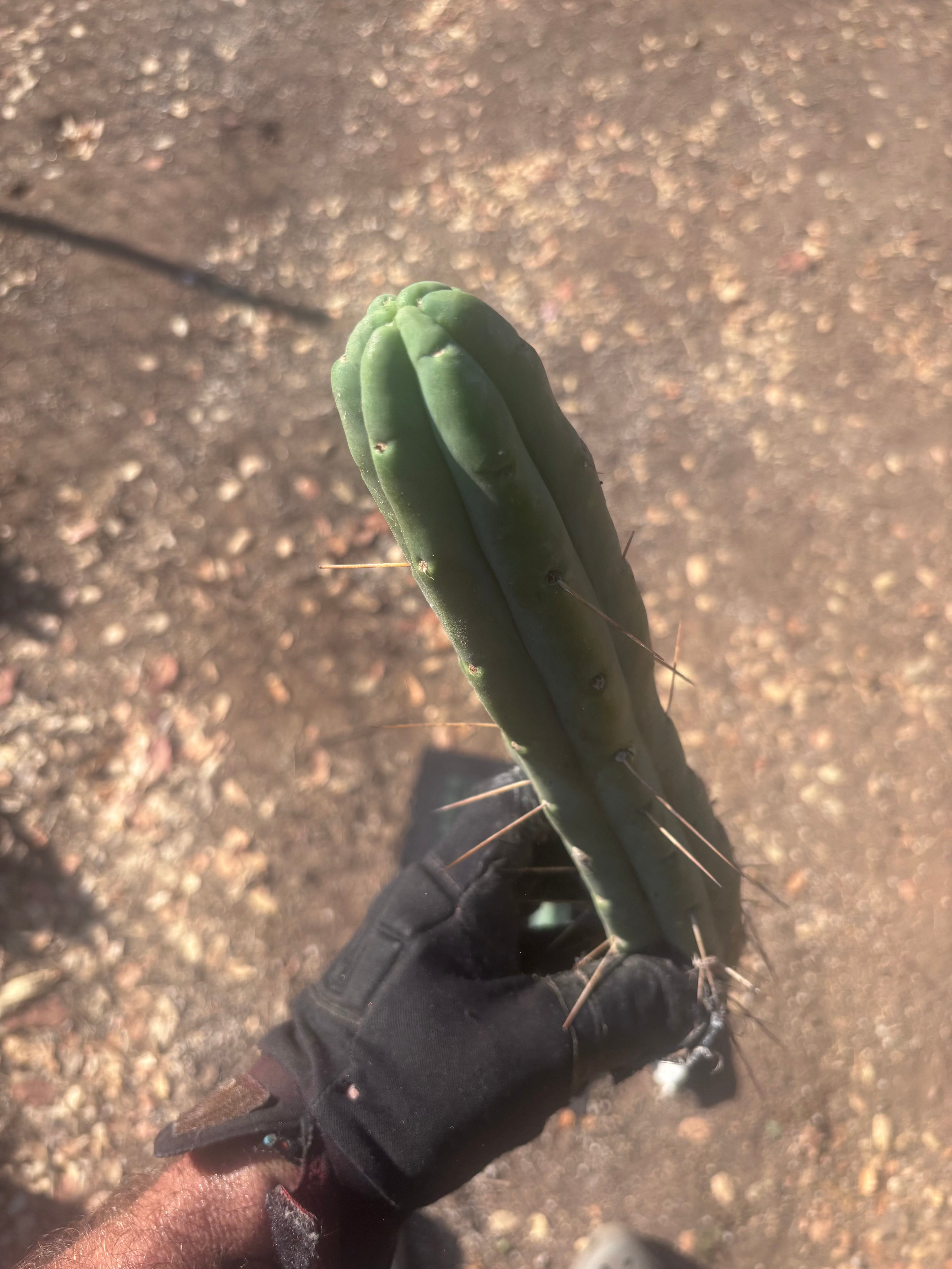 👑🌶️🌶️  Jiimz Twin Spine — 10” Tips