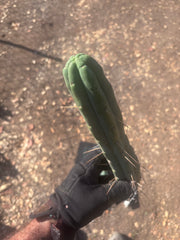 👑🌶️🌶️  Jiimz Twin Spine — 10” Tips