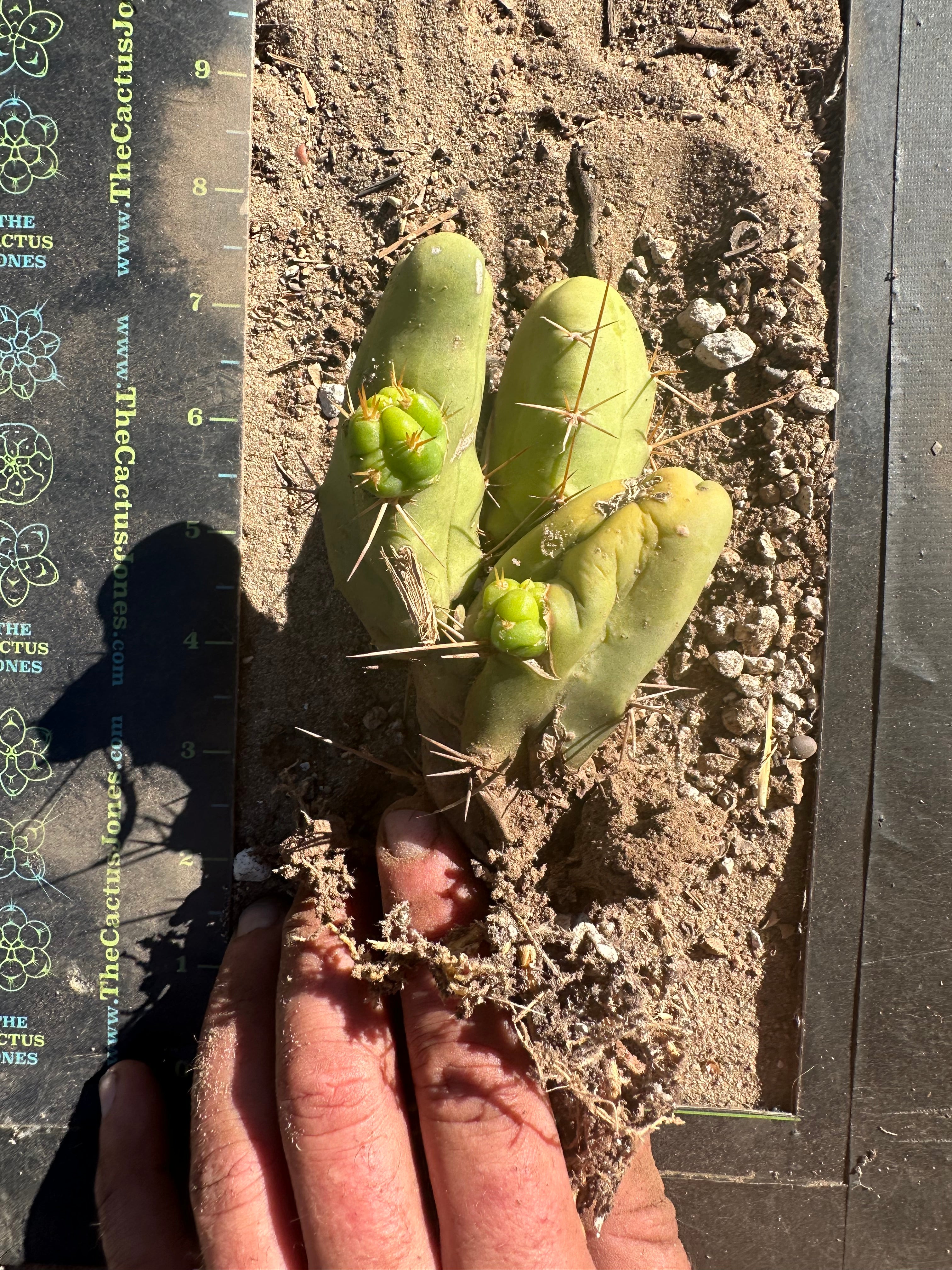 👑🌶️🌶️  TBM  — Rooted Cluster #3