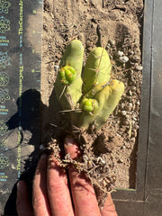 👑🌶️🌶️  TBM  — Rooted Cluster #3