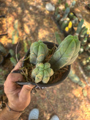 👑🌶️ BBB — Lot of 3 Rooted Tips