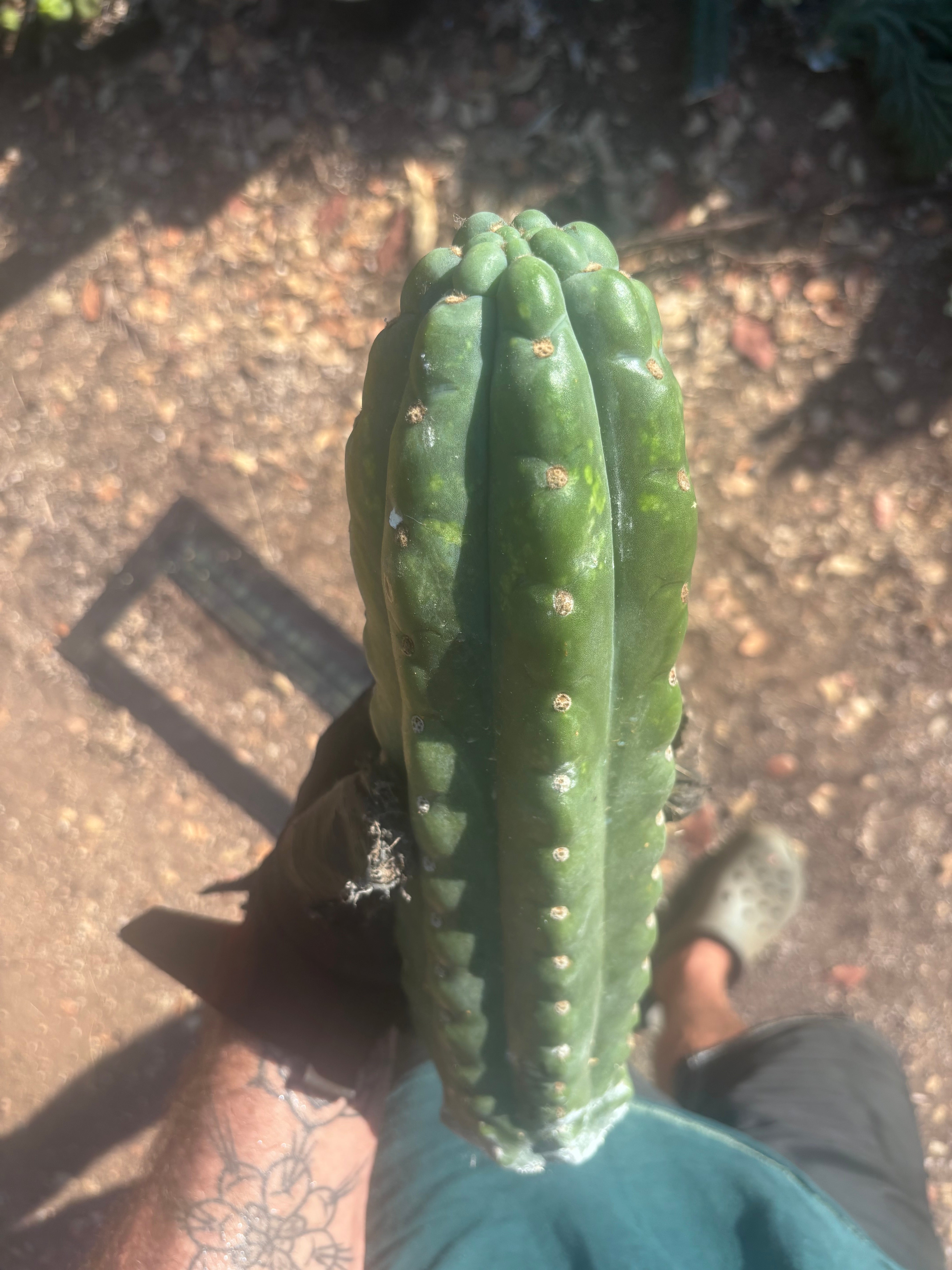💎👑🌶️  Ichoca — Beefy 14” Notch Missile