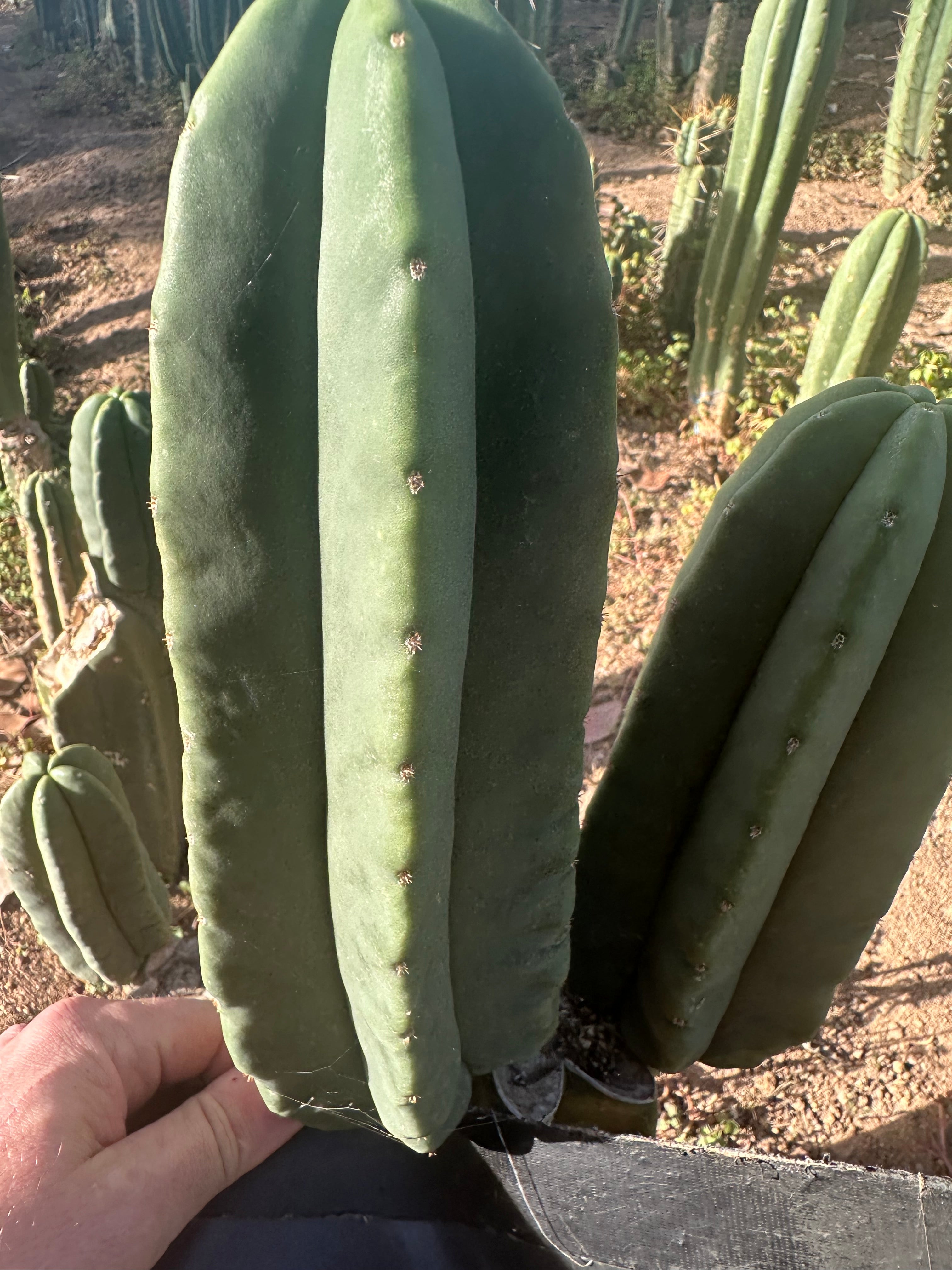💎 Primo Aussie Scop  — Fat 10” Pup