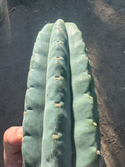 👑🌶️Jonesy02 — Fat 10” Melon Pup