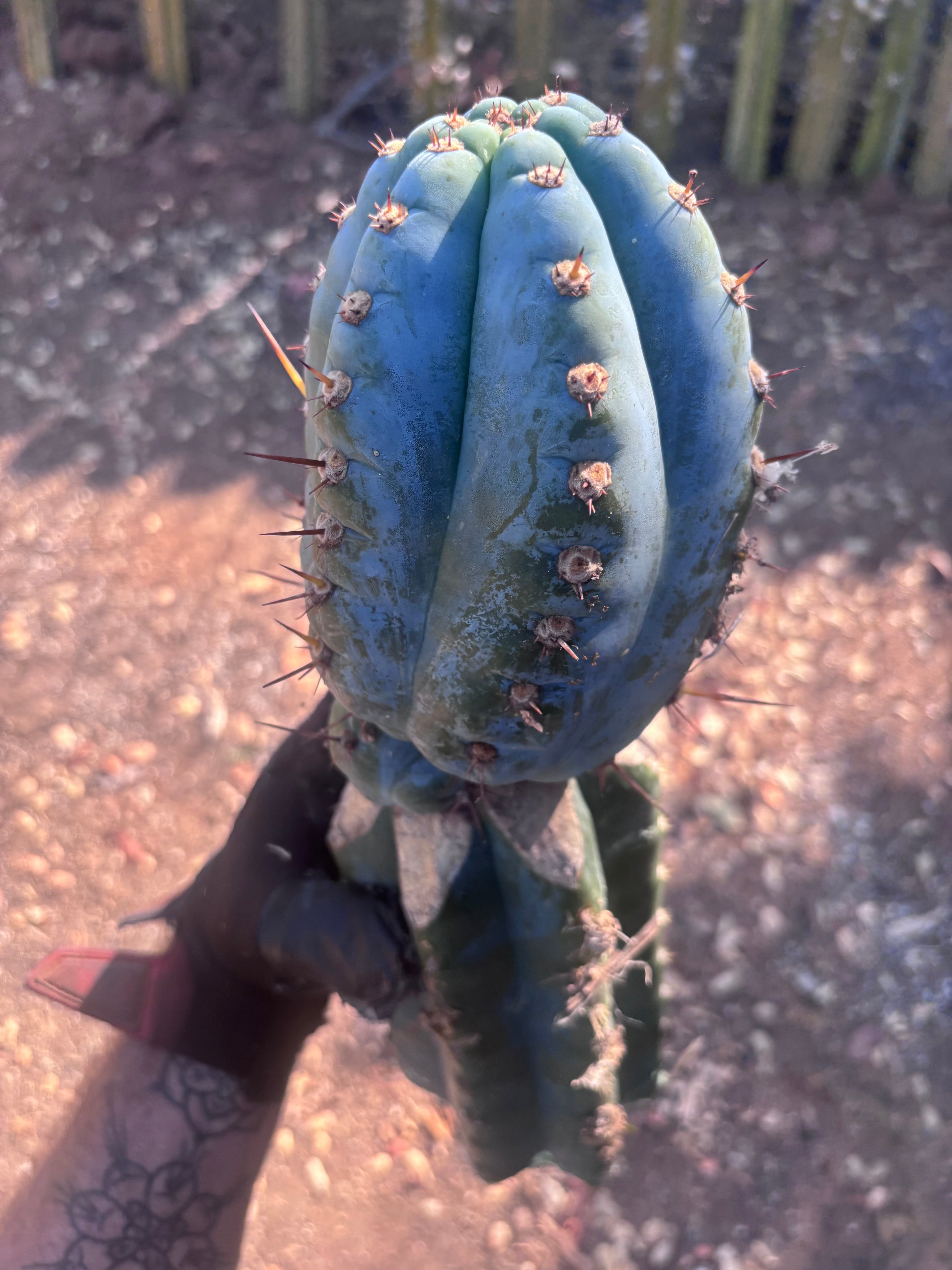 💎👑💎 Althea — *Jumbo* Graft