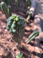 👑💎 Aaaand Again … Another Glorp Graft