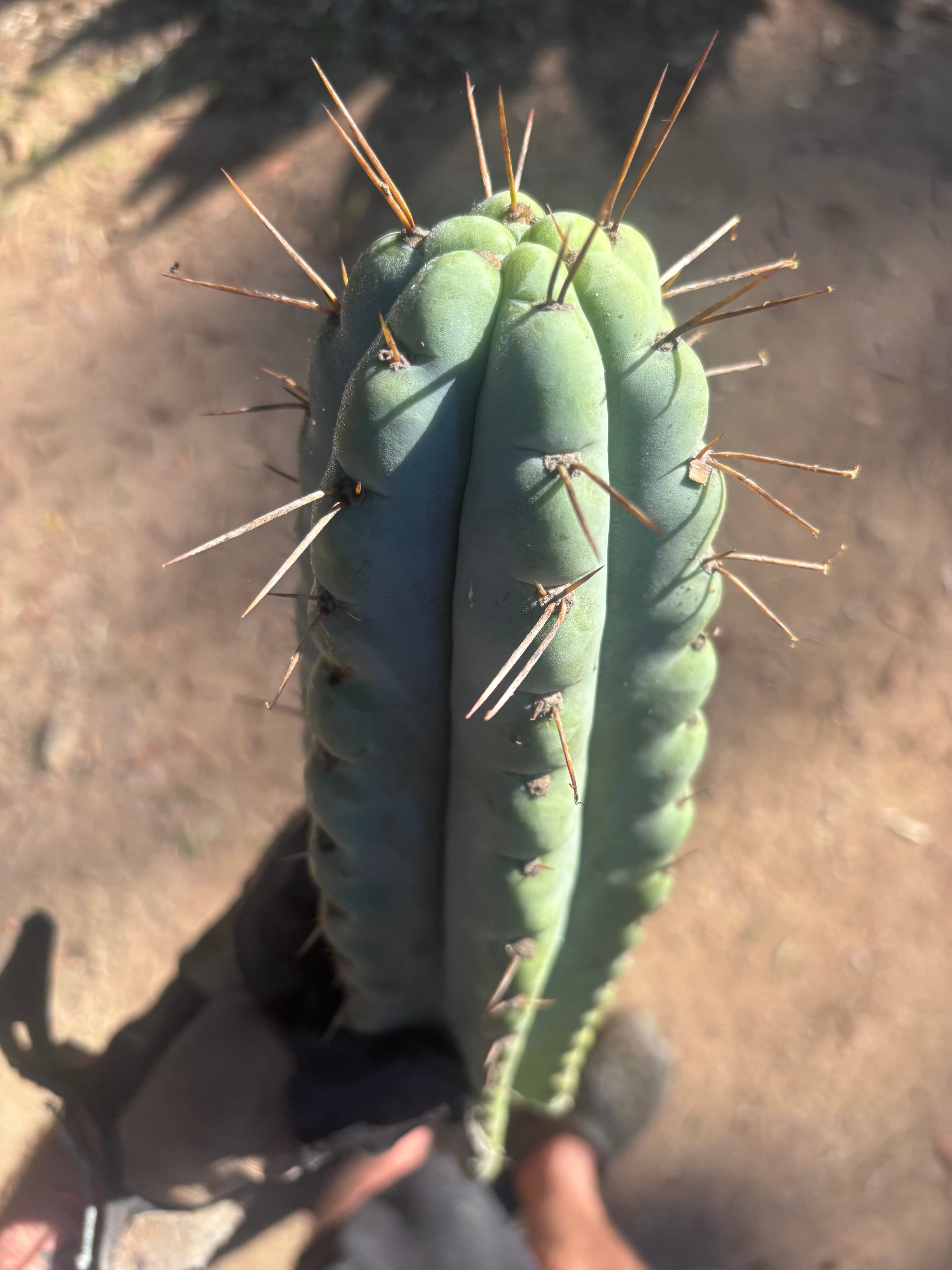 💎🌶️ NOM — XL 14” Tip