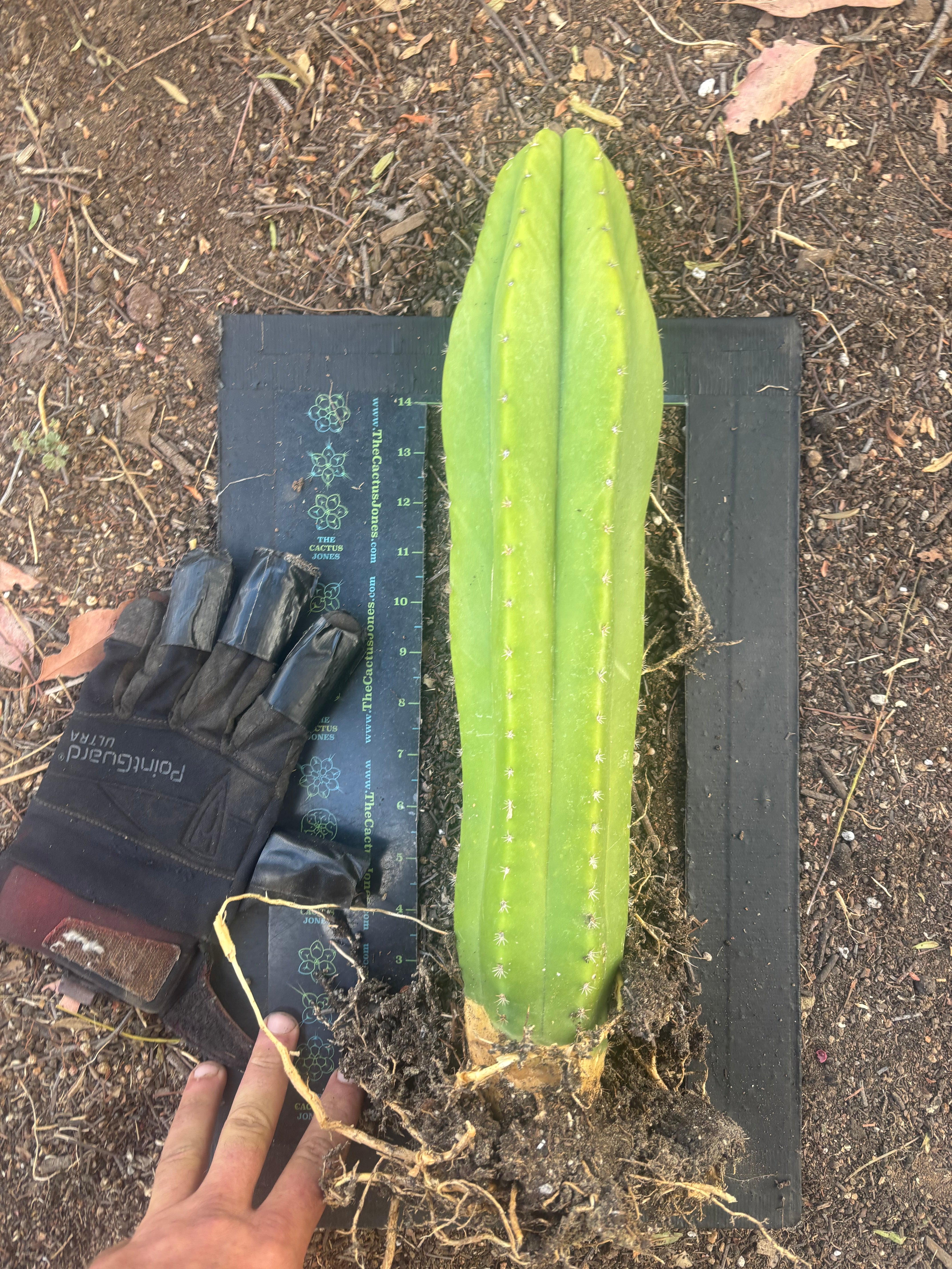 💎 Hulk x Kimnach — XL Seed Grown 18”