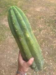 💎🌶️ JJOP — Massive 16” Magnum Tip