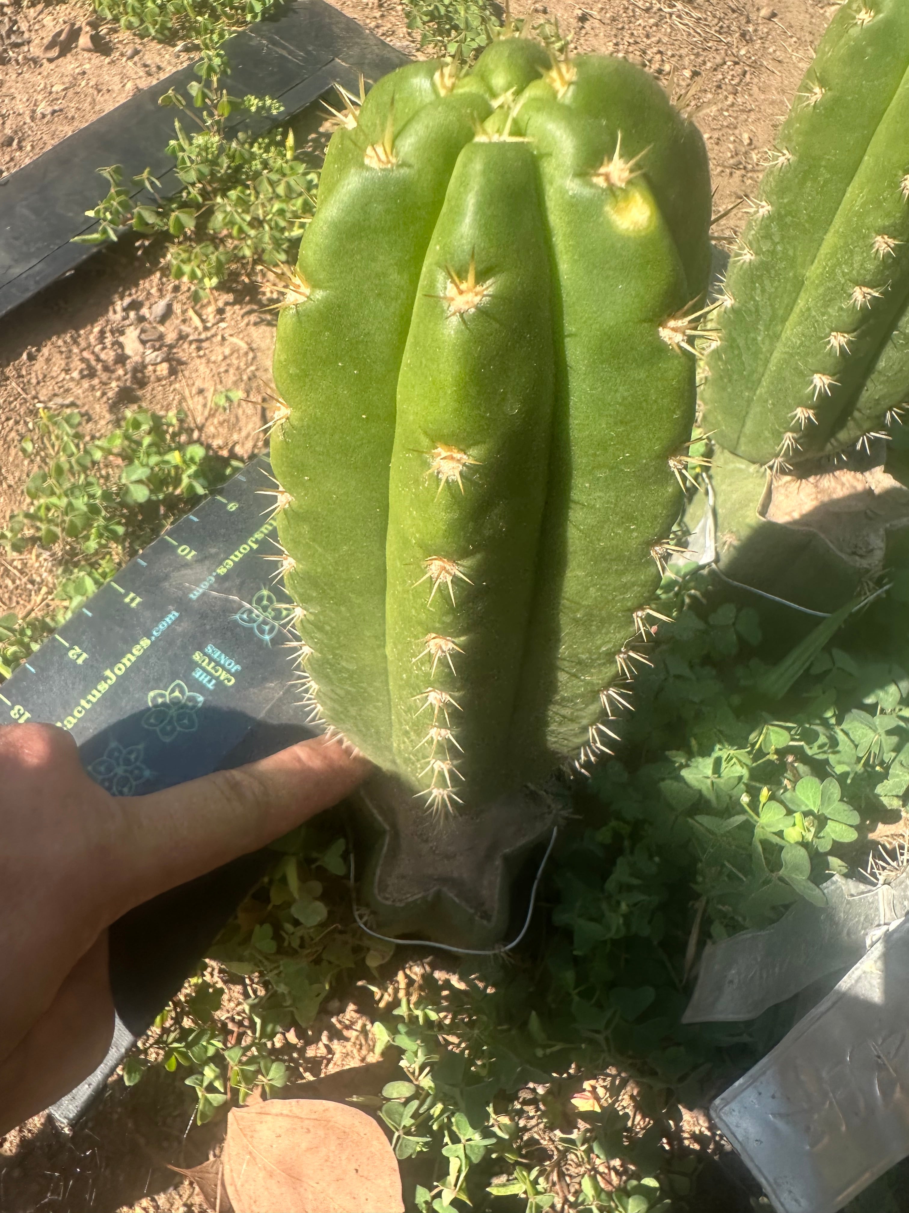 💎👑 CareBear — 8” Pup