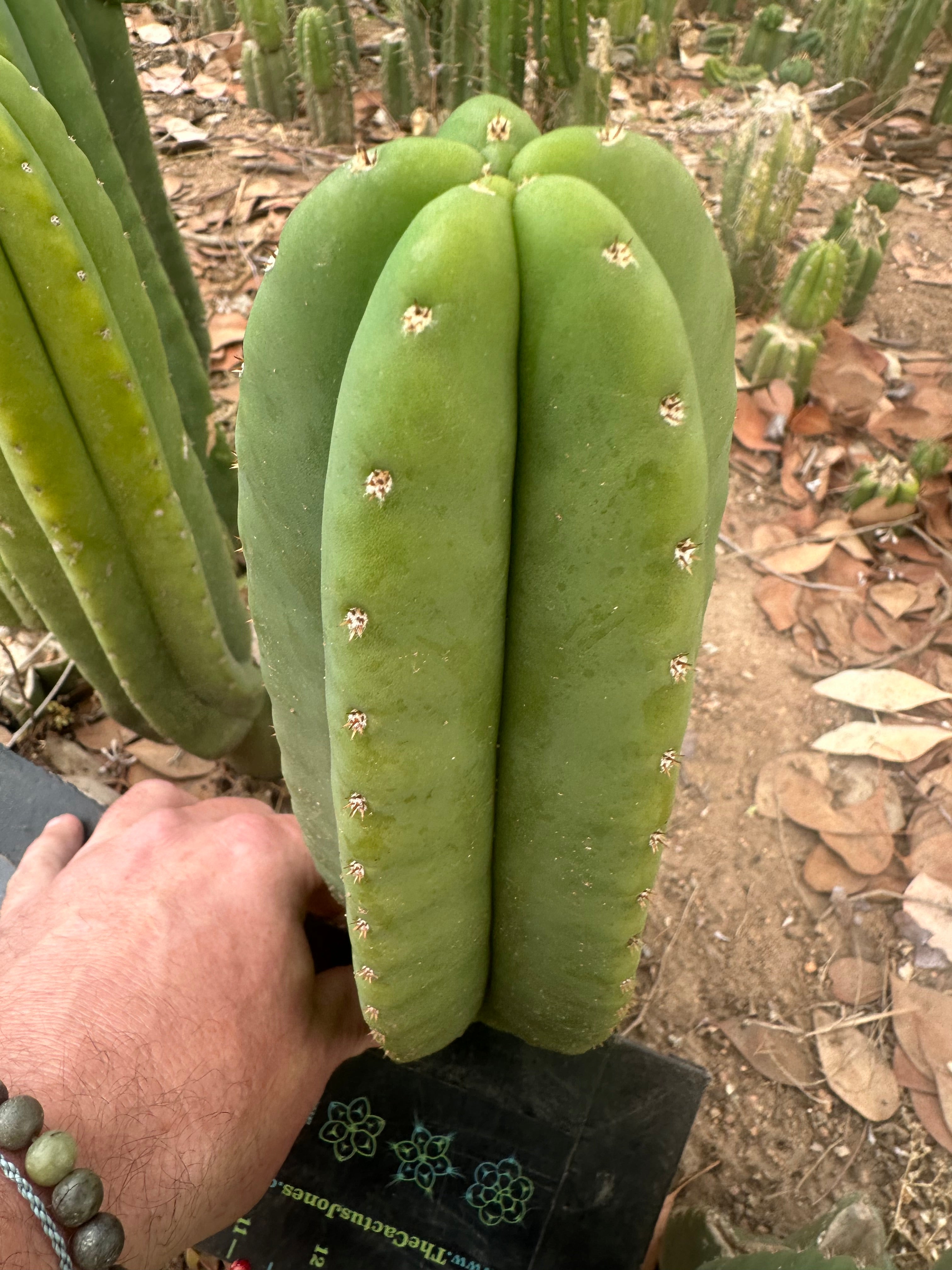 👑🌶️  Scop A  — Chonky 10” Tips