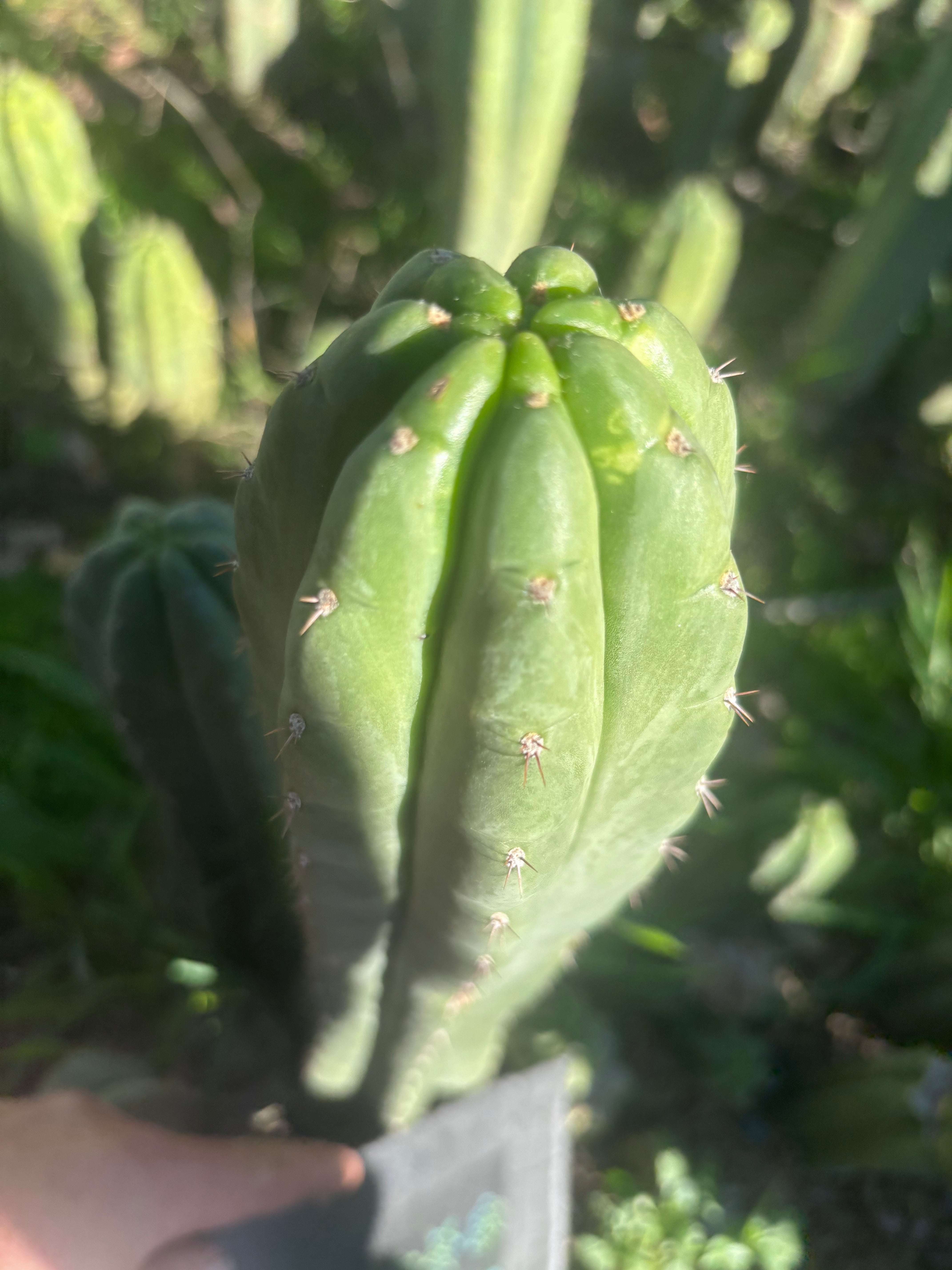 👑🌶️ Blue Ecuador — XL 14” Tip