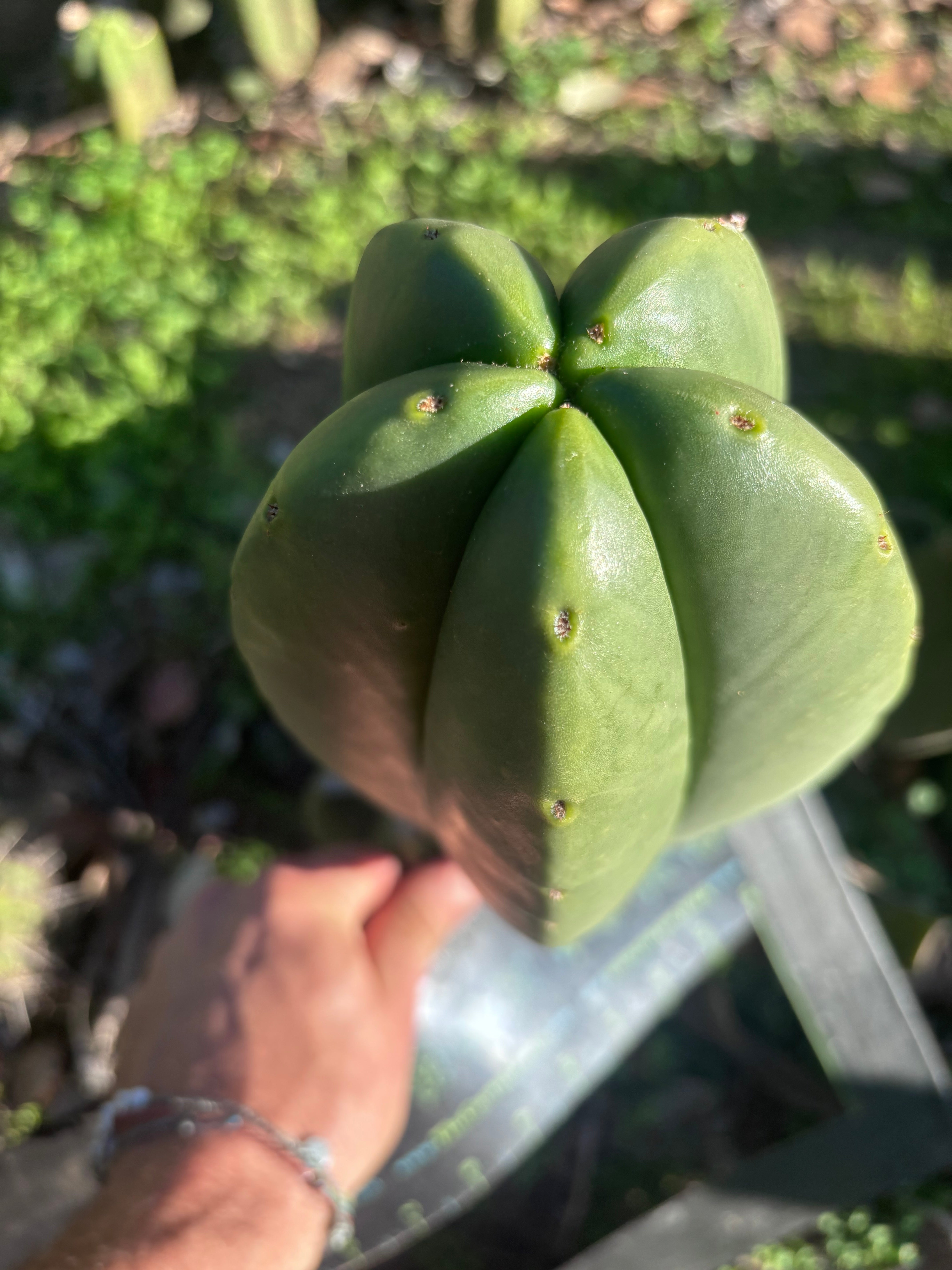 💎👑🌶️ Zulk — XL 11” MELON Pup