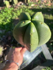 💎👑🌶️ Zulk — XL 11” MELON Pup