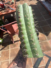 🌶️ SS02 x Kimura’s Spiny Giant   — Massive NOTCHY 14” Mid