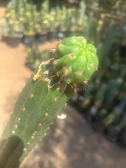 💎👑💎 Havran — Established Pup Graft on Rooted 15” Torres & Torres