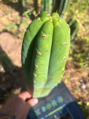 👑 Adele — XL 12” Pup