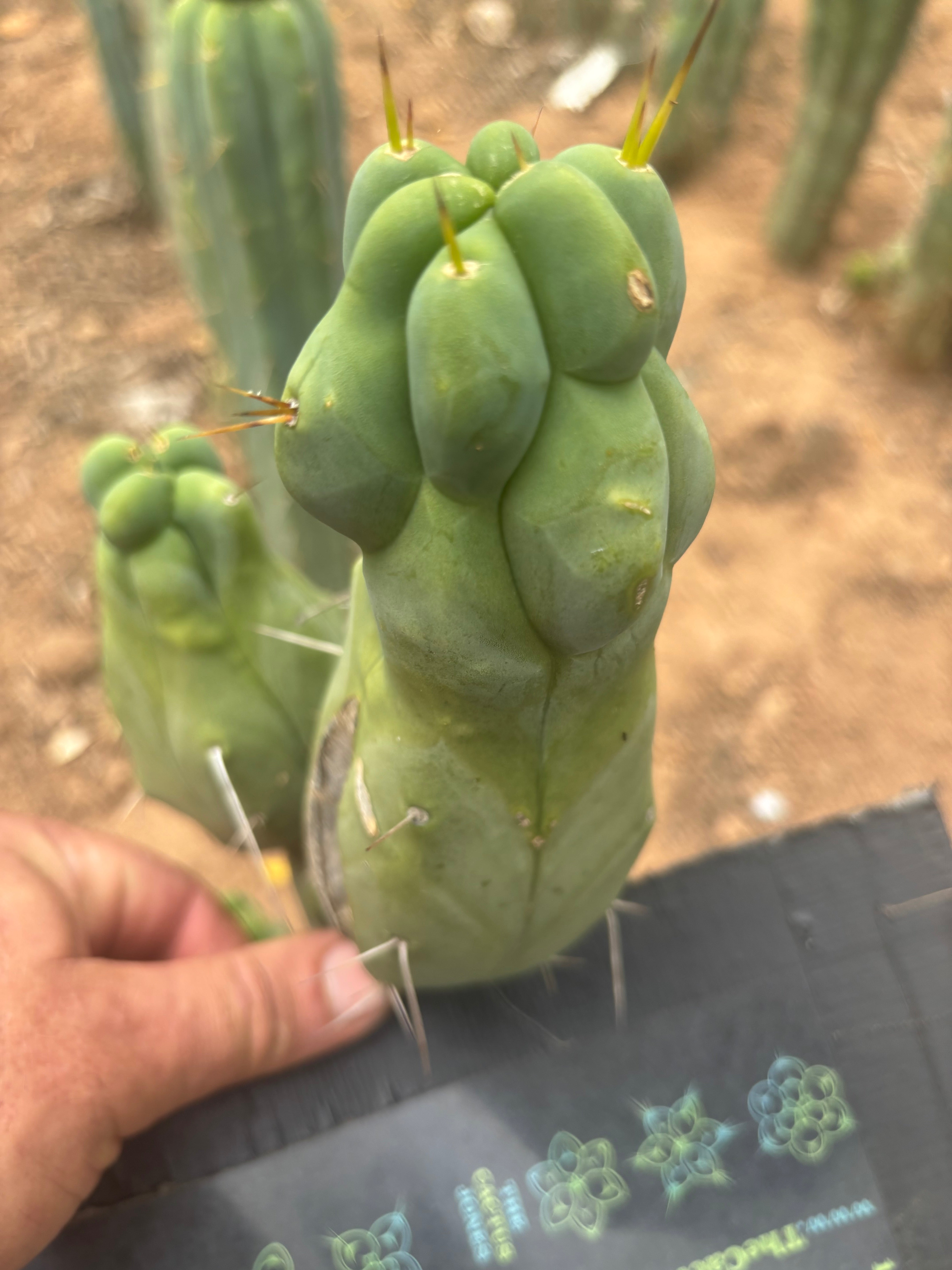 💎👑💎🌶️ Brusina — Second Release — 6” Pup