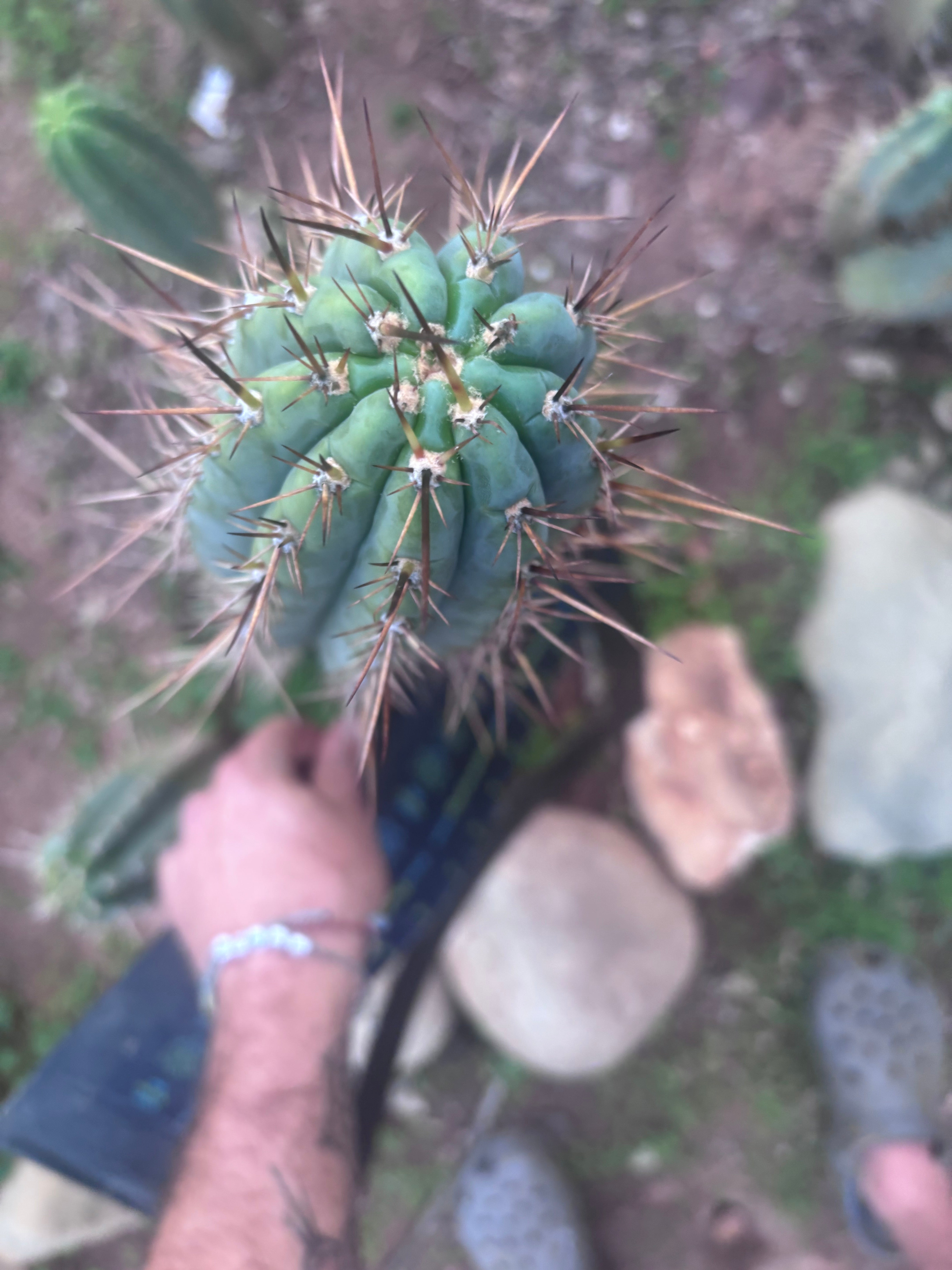 👑 SS01 — XL 15” Tip