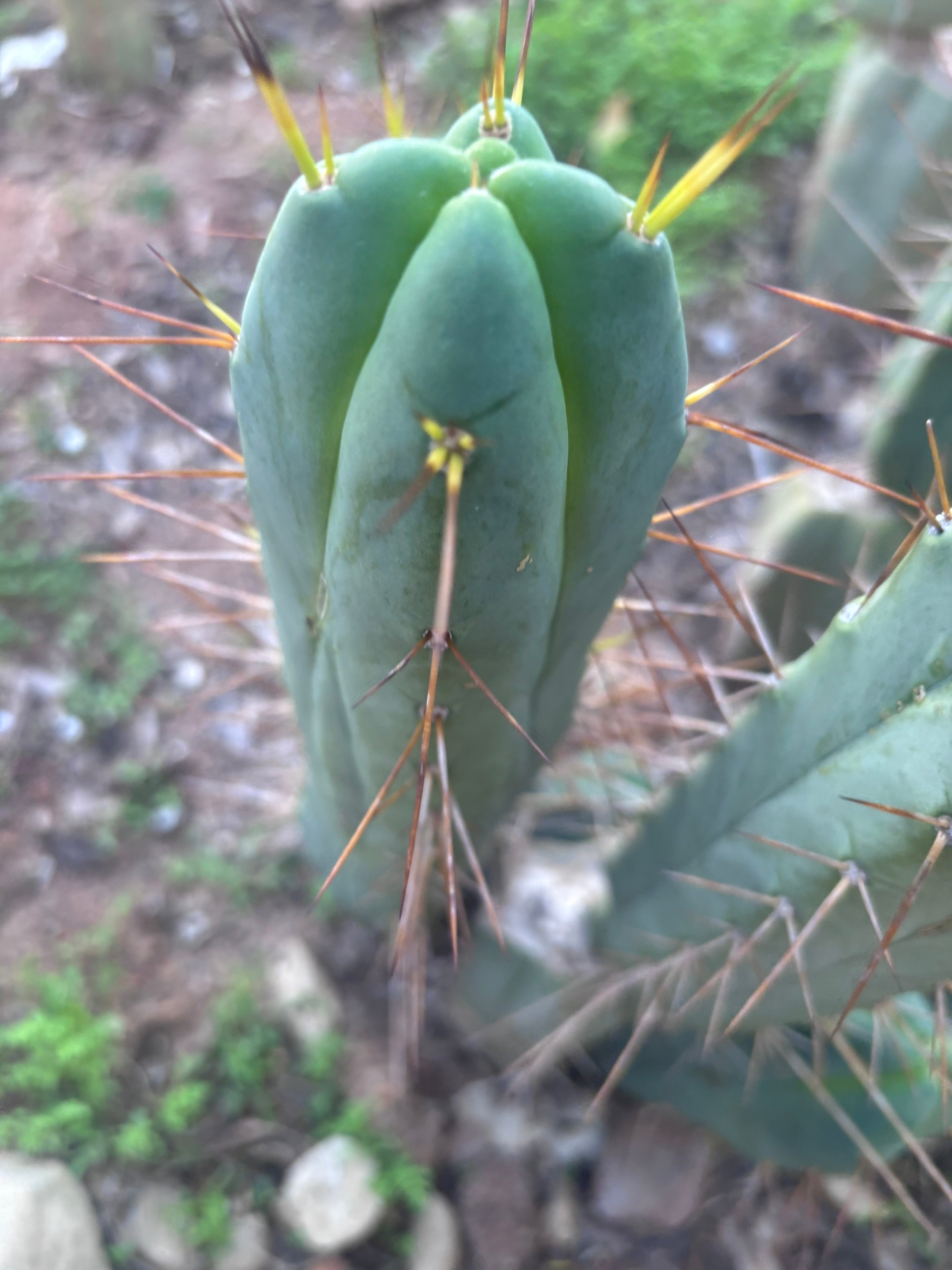 👑💎🌶️ Shulgin — 13” Fourwang Pup