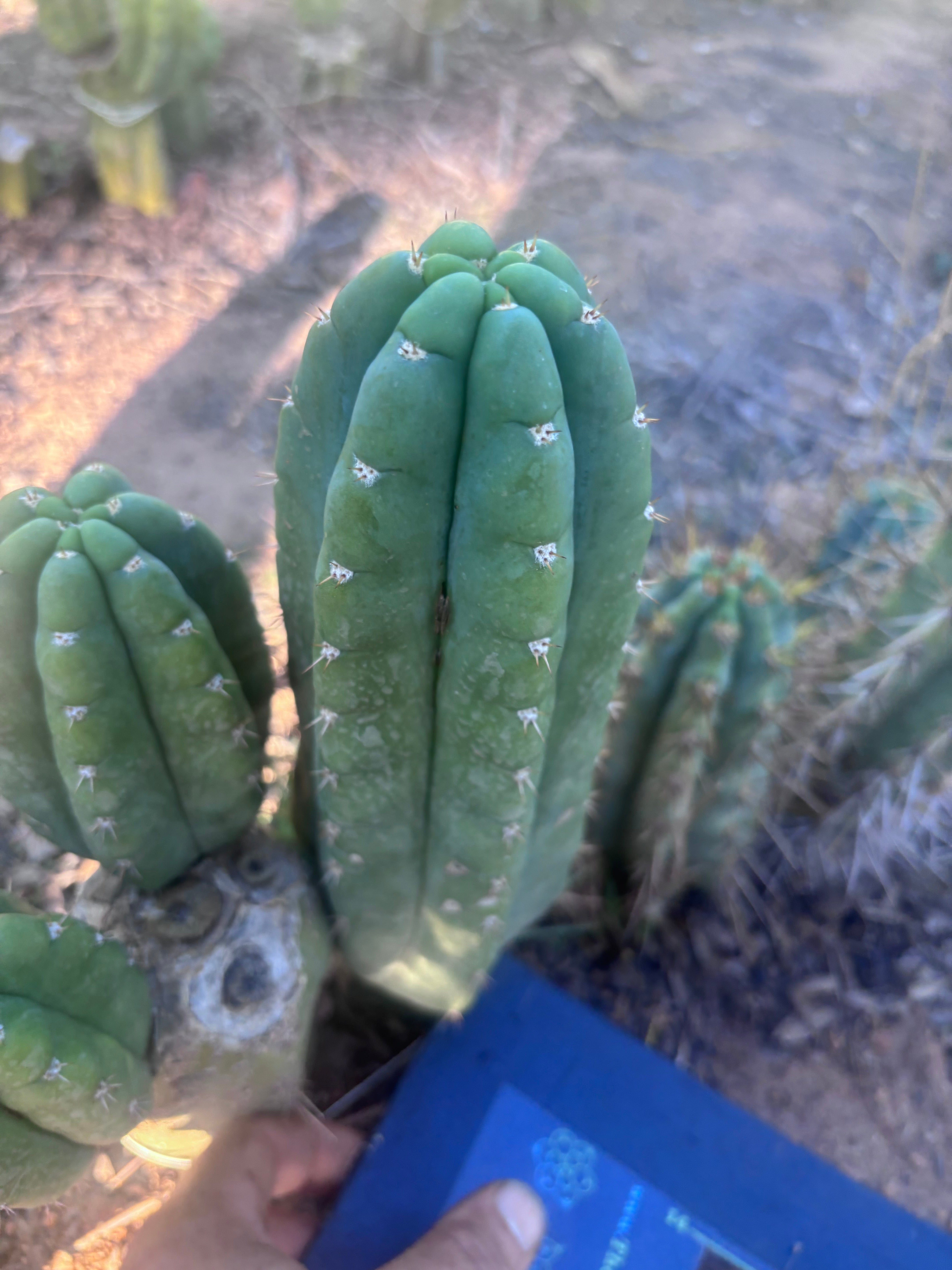 👑💎🌶️ Bob’s Colossus—  Chonky 8” Pup